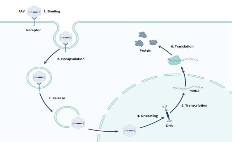 How Gene Therapy Works