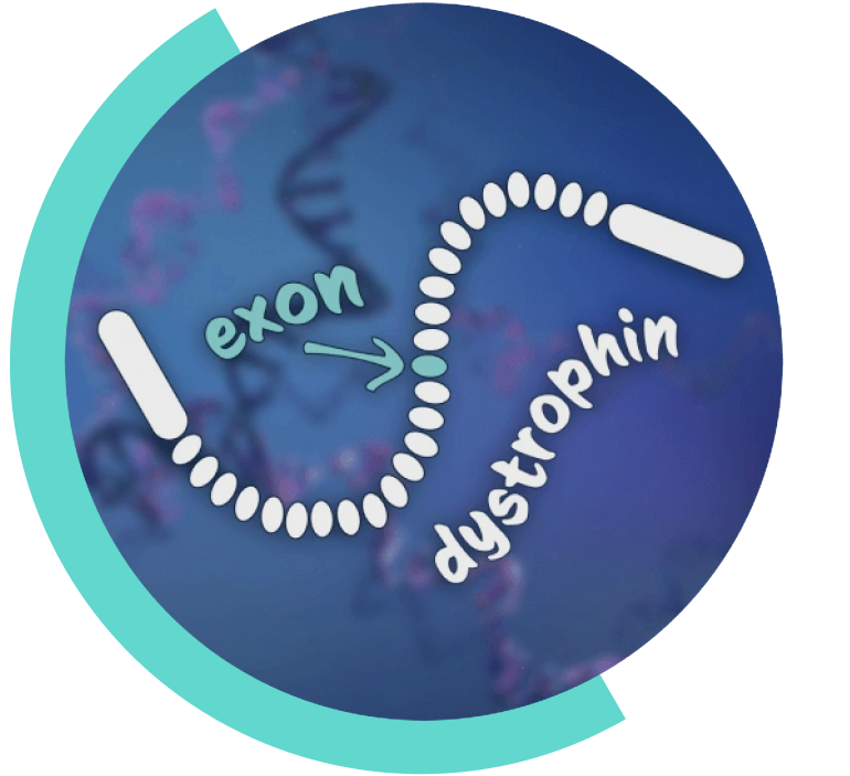 Exon-skipping can help people with Duchenne
