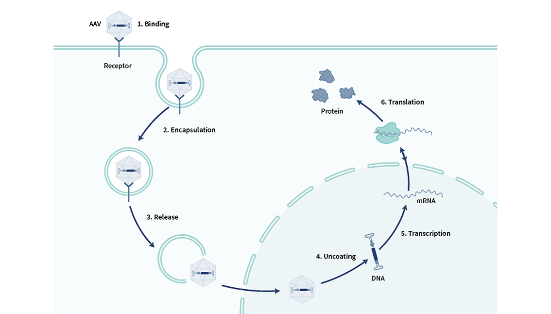 gene therapy work